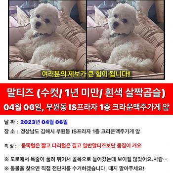 경남 김해 부원동 말티즈 찾습니다.