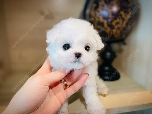 경기도 김포강아지분양 구래동 모량 많은 비숑프리제분양 가족 찾습니다