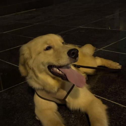 골든 리트리버 숫 8개월 무료 분양