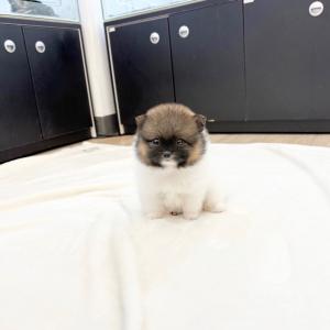 포메라니안&스피츠 믹스견 왕자님 분양 합니다.