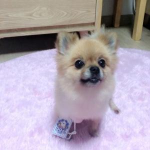 (완도-고듬면/신지면) 갈색 포메라니안을 찾습니다