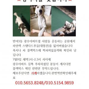 반여3동에서잃어버린 하얀색스탠다드푸들찾아요