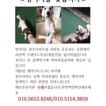 반여3동에서잃어버린 하얀색스탠다드푸들찾아요