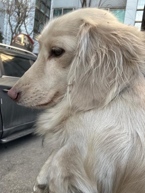 경기도 수원시 권선구 고색동 크림 닥스훈트 유기견 주인 찾습니다