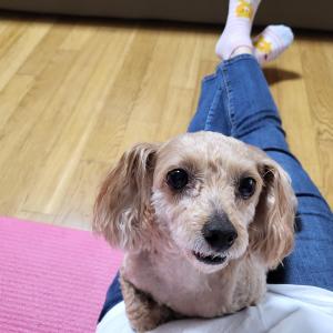 강아지를 찾습니다