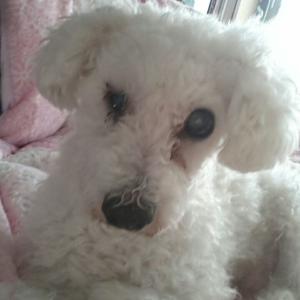 흰색 푸들 주인이 찾습니다.