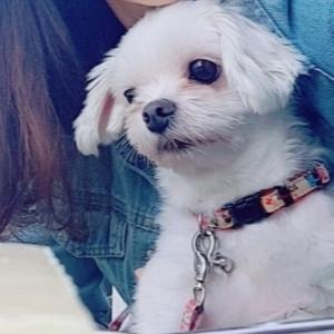 하얀색 말티즈를 찾습니다.