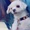 하얀색 말티즈를 찾습니다.
