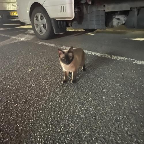 경기도고양시덕양구 소만마을 고양이잃어버리신 주인분<샴 고양이>