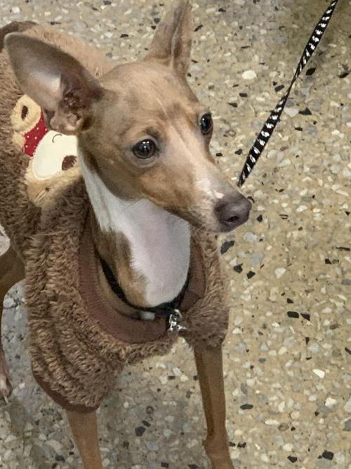 이탈리안 그래이하운드