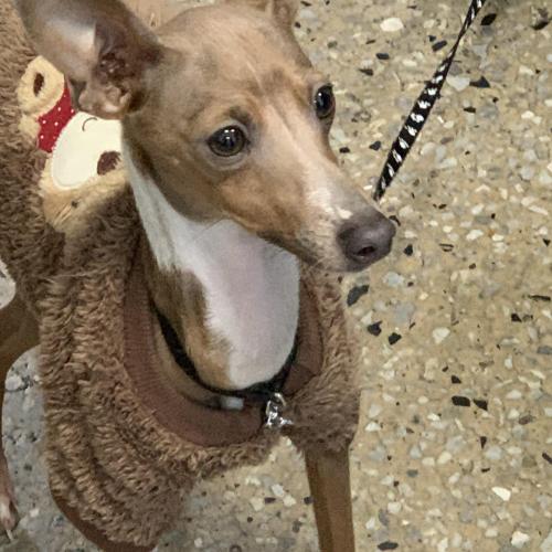 이탈리안 그래이하운드