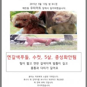 [대구/매천동/토이푸들] 찾습니다.