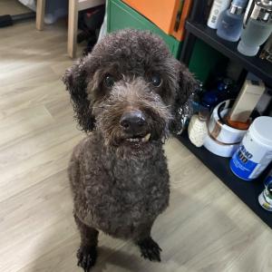 연남동미로길 갈색푸들 파마 찾아요 ㅠ