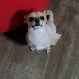 수원연무동 저희 보리를 찾습니다