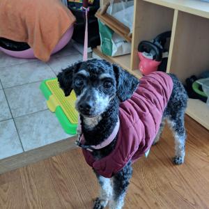 서울 정릉동..검은색 푸들을 찾았습니다. (감사합니다)