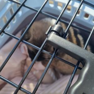 강아지 찾아요 연락주세요 제발…