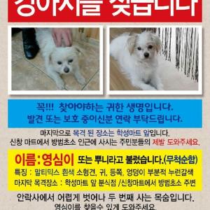 안락사에서 두번이나 구조 됐던 영심이를 꼭 찾아야 합니다
