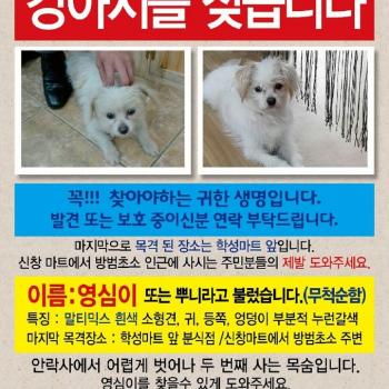 안락사에서 두번이나 구조 됐던 영심이를 꼭 찾아야 합니다