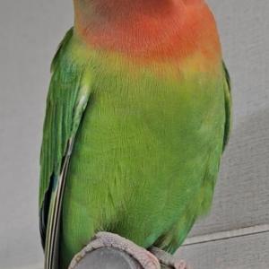 앵무새를 찾습니다