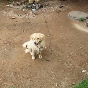[경기도 용인수지 성복동] 골든 리트리버 믹스견, 쫑이를 찾습니다 (2세, 노란색, 목줄착용)