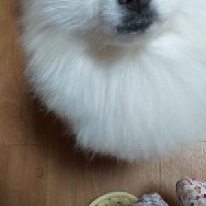 하얀수컷포메라니안 수유동 우이시장 근처에서 분실했어요