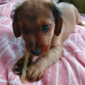 성남 은행동 갈색 닥스훈트 찾아요