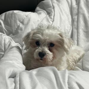 노원구 실종 강아지 찾아요