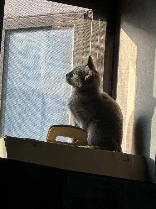 러시안블루 분양합니다