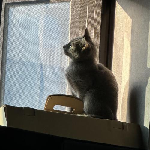 러시안블루 분양합니다