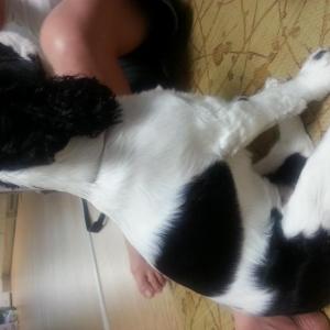 랑이를찾습니다.코카.금정구 두실역 (4.12일 낮1시  아파트)