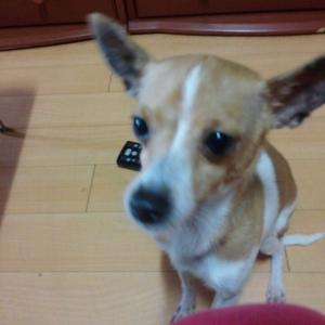 인천서구석남동 갈색 강아지 찾습니다