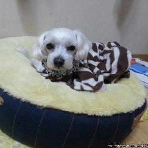 성주군 강아지를 찾습니다