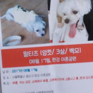 내 사랑하는 딸 샤넬을 찾습니다