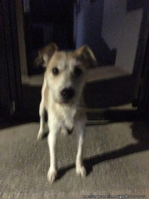 천호동 강아지 주인 찾습니다