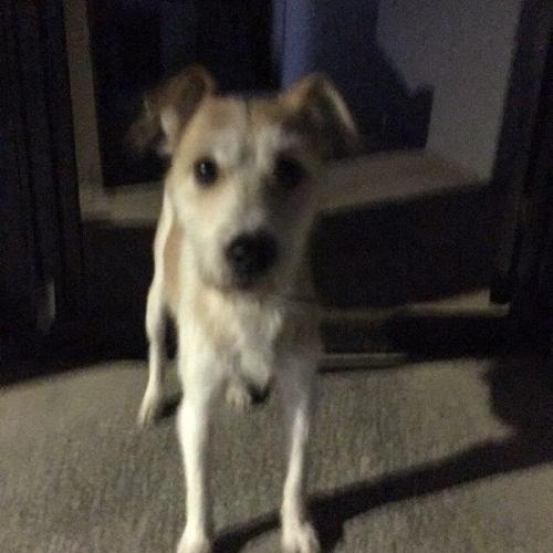 천호동 강아지 주인 찾습니다