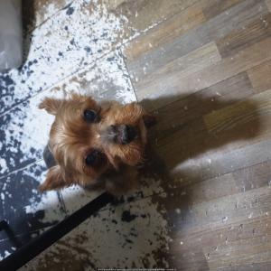 요크셔테리어 찾습니다