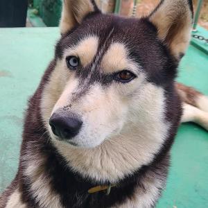 전남고흥에서 실종 (시베리안허스키) 찾아주세요 !!!