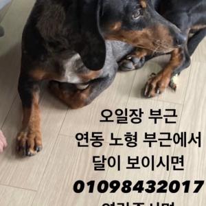 닥스훈트(달이) 찾습니다