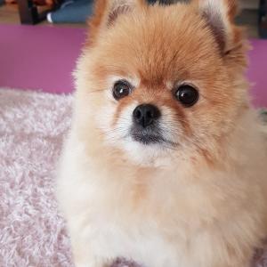 강원도 홍천에서 잃어버린 강아지를 찾습니다