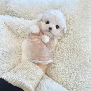 [ 25만원 ] 미니비숑분양 확실한 사이즈