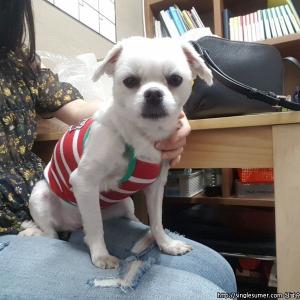 (말티즈 여아 5살)인천 청천동 철물홈마트앞