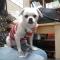 (말티즈 여아 5살)인천 청천동 철물홈마트앞