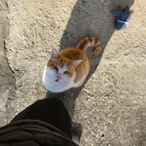 귀여운 애교둥이 나비와 함께할 가족을 찾습니다.