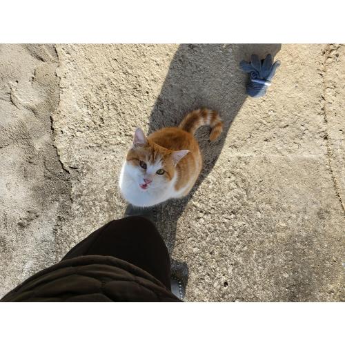 귀여운 애교둥이 나비와 함께할 가족을 찾습니다.