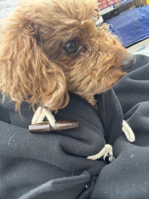 경기도 이천시 관고동 임시보호