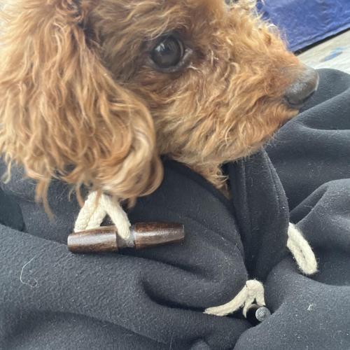 경기도 이천시 관고동 임시보호