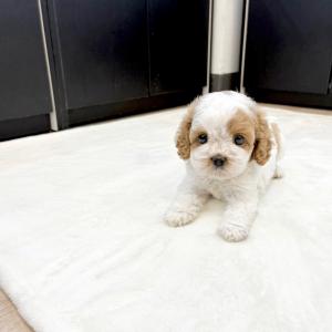 [ 50만원 ] 카바숑분양 가족을 기다려요