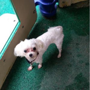 하얀 말티즈 광주 학동 찾아요