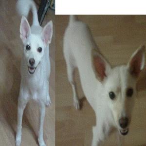 믹스견 찾습니다