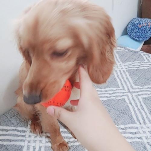 2살 수컷 코커 스파니엘 분양합니다.(서울 송파구)